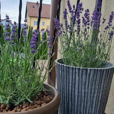 Apartament Lavenderleba Apartment