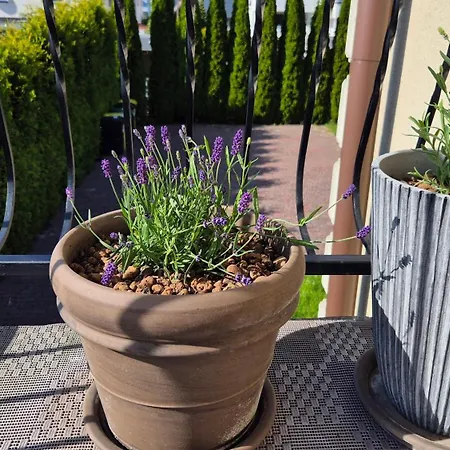 Lavenderleba
